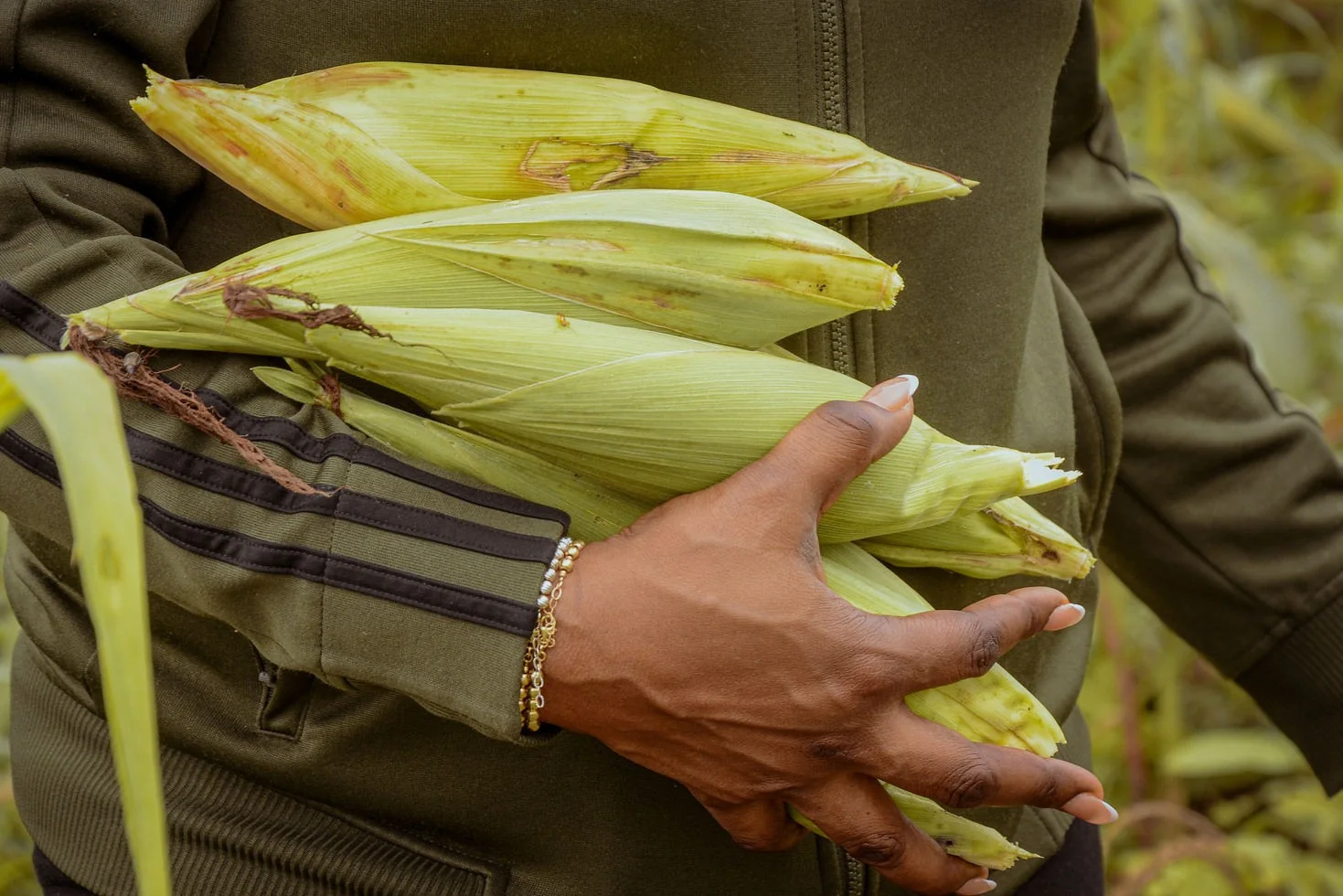 Fresh farm produce held in both hands